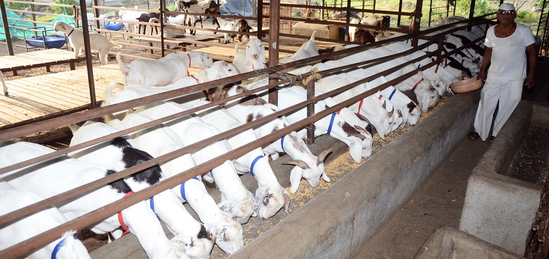 Aishwarya Goat Farm