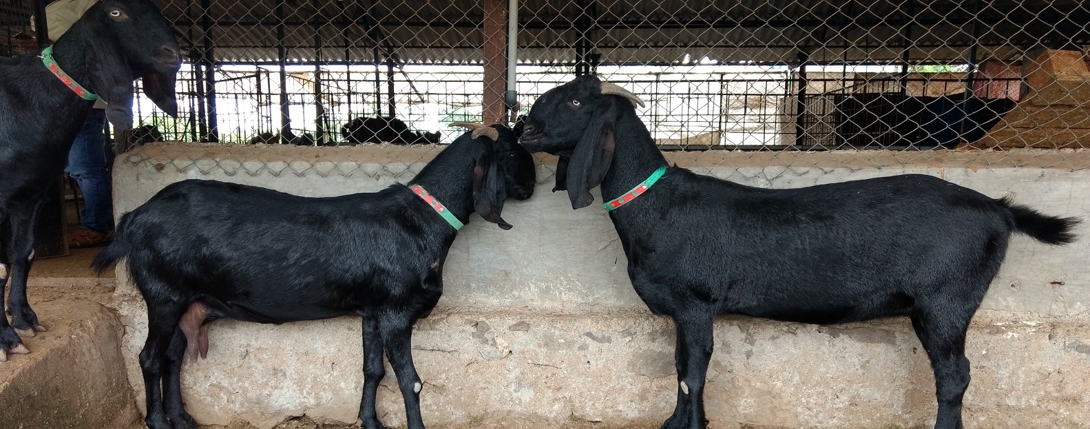 Vanarai Goat Milk