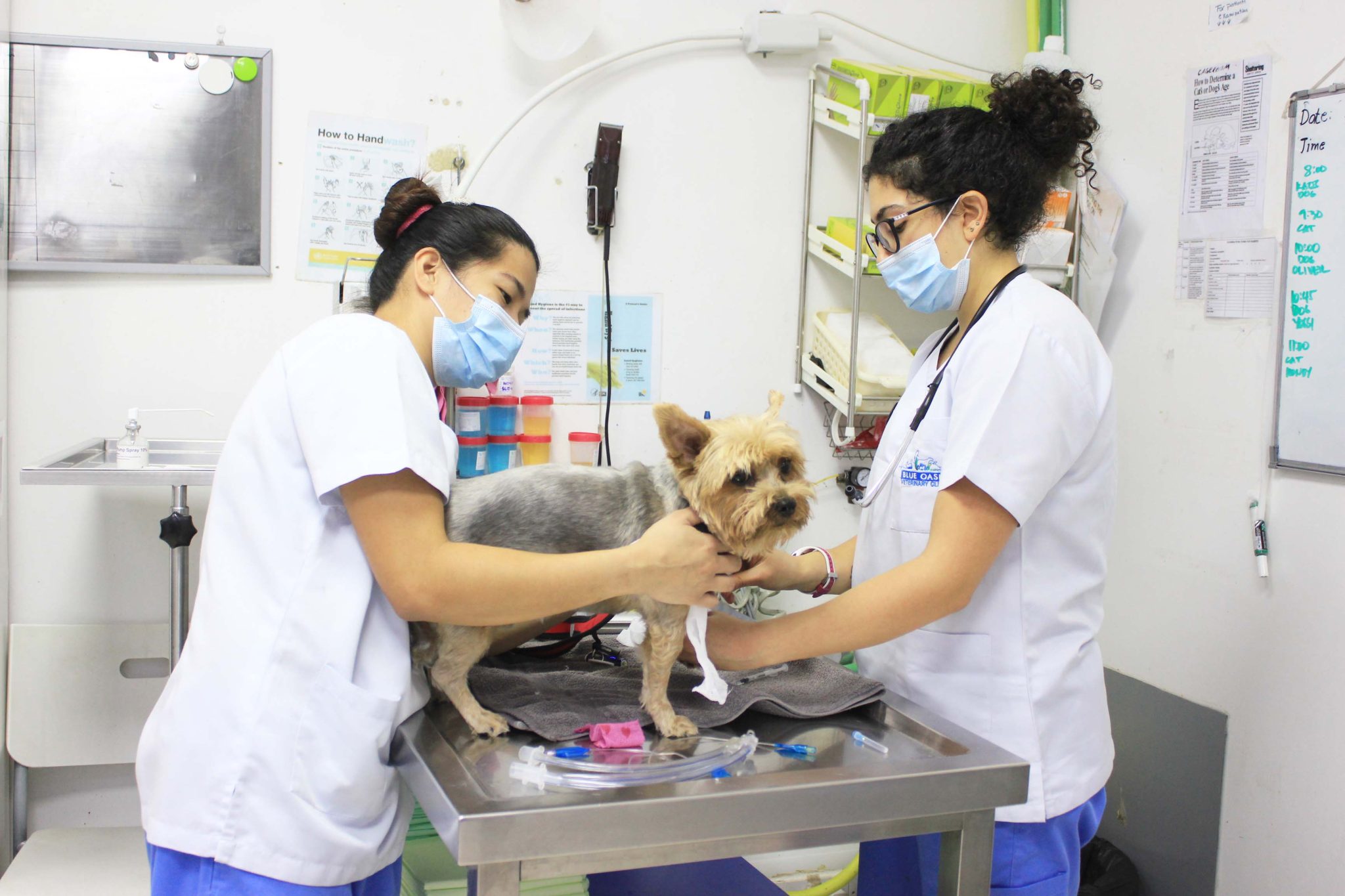 The Blue Oasis Veterinary Clinic